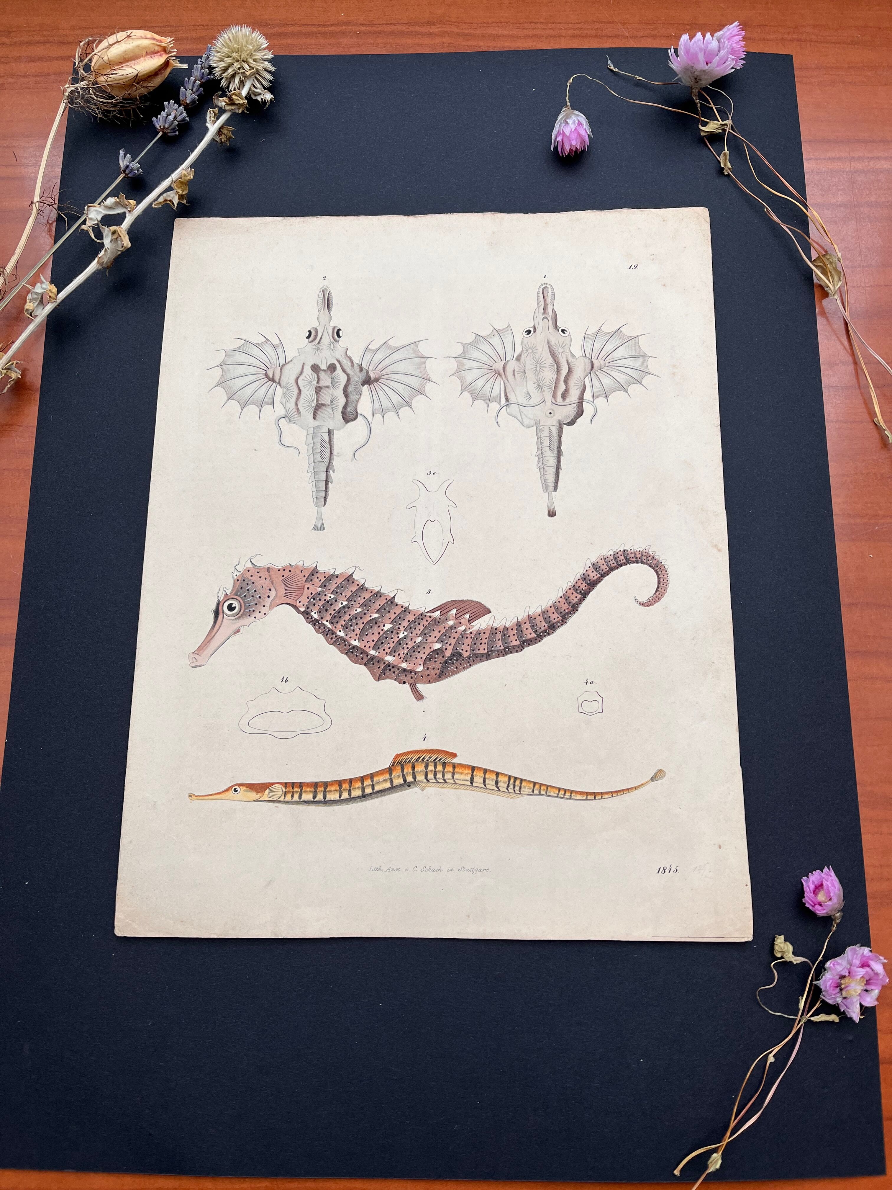 Poster (lithograph) hippocampus