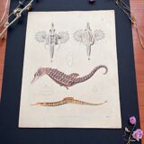 Poster (lithograph) hippocampus