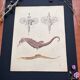 Affiche lithographie hippocampe