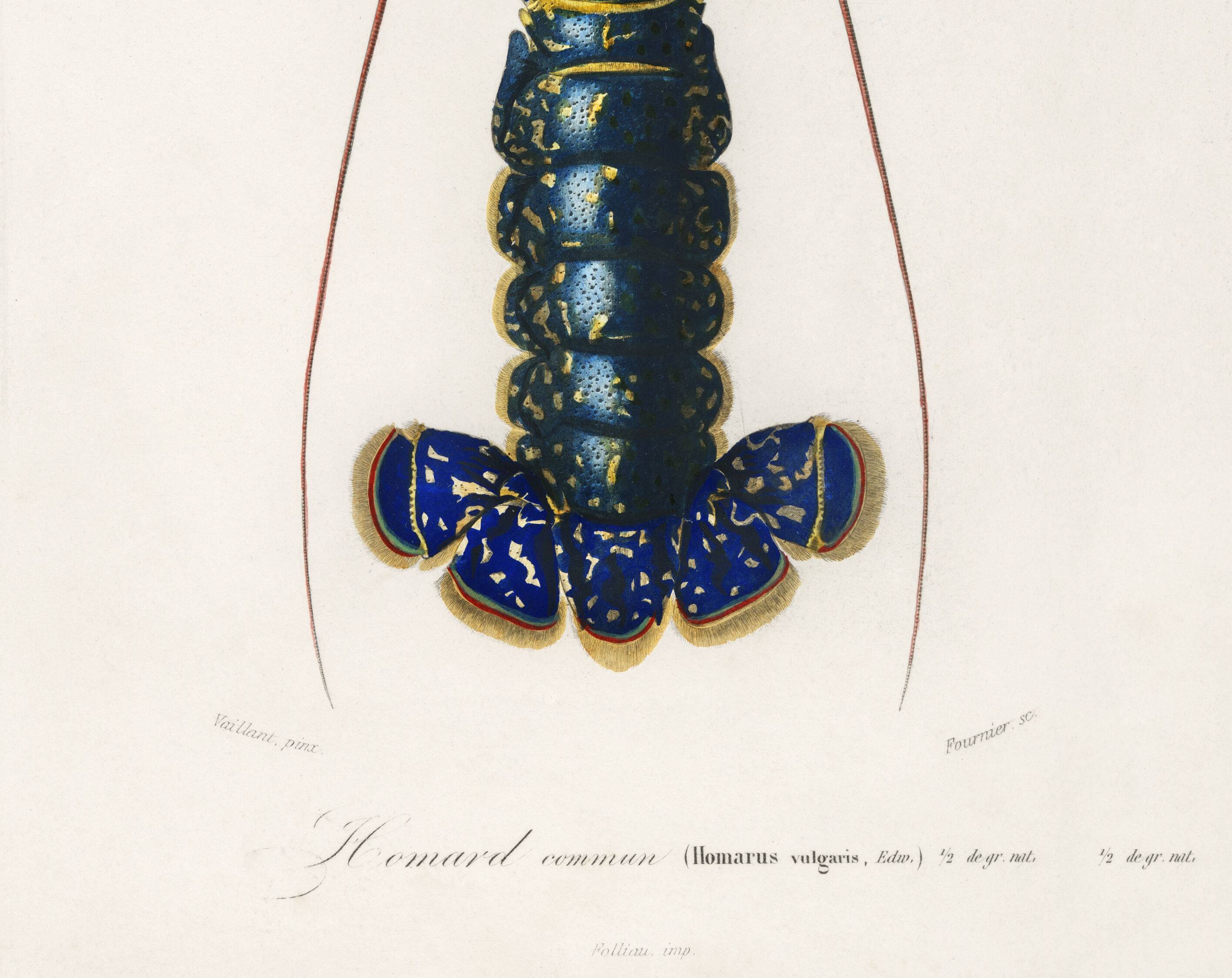 Poster about lobster, based on an old engraving from 1849.