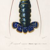 Poster about lobster, based on an old engraving from 1849.