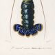 Poster about lobster, based on an old engraving from 1849.