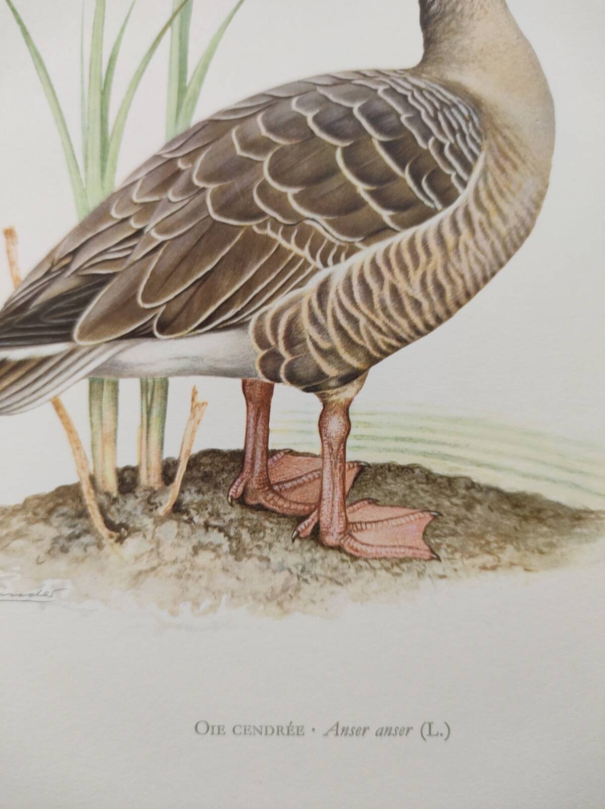 Bird board 1960s - Greylag Goose - Vintage zoological and ornithological illustration