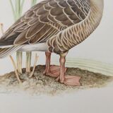 Bird board 1960s - Greylag Goose - Vintage zoological and ornithological illustration