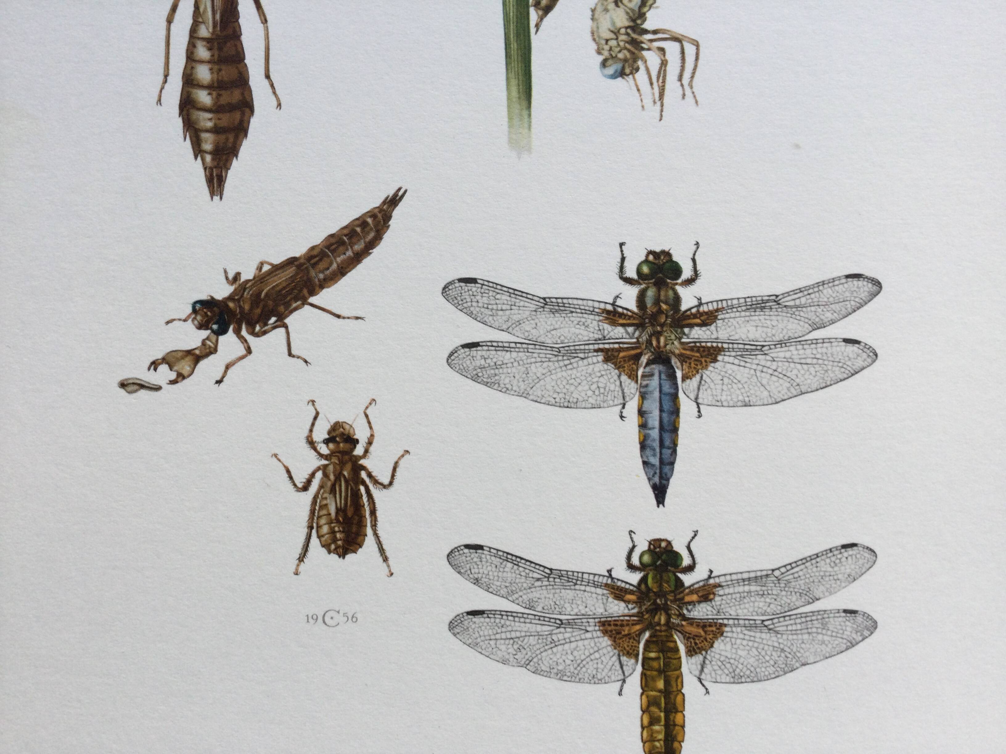 Illustration ancienne "insectes", années 60.