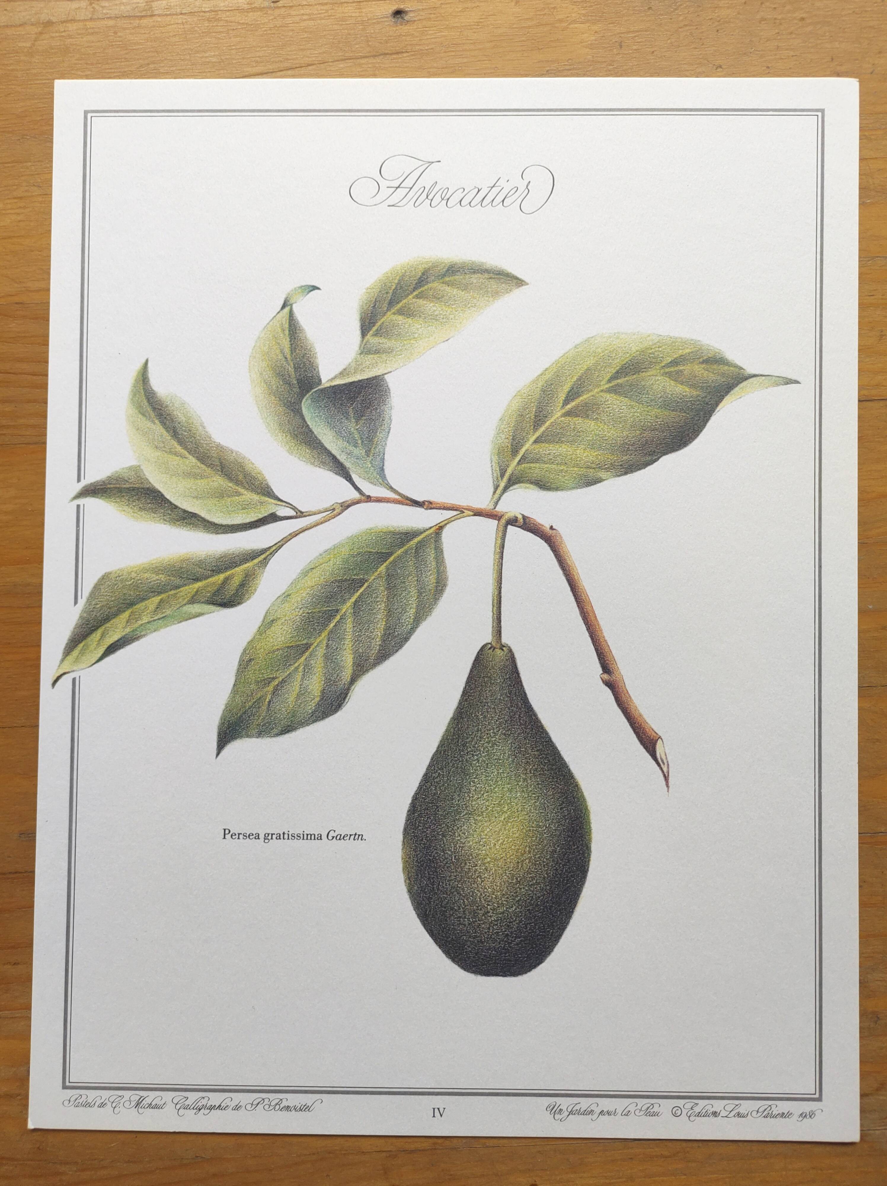 Illustration de plantes médicinales et herbes
