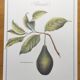 Illustration de plantes médicinales et herbes
