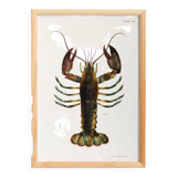 Affiche sur le homard américain, d’après une lithographie ancienne de 1842