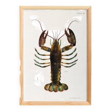 Poster about the American lobster, based on an old lithograph from 1842