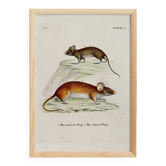 Affiche sur la souris, d'après une gravure ancienne de 1774.