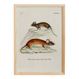 Poster about the mouse, based on an old engraving from 1774.