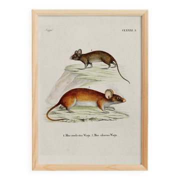 Poster about the mouse, based on an old engraving from 1774.