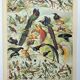 Antique engraving 1898, Birds 2: species, bird of paradise • Lithograph, original illustration