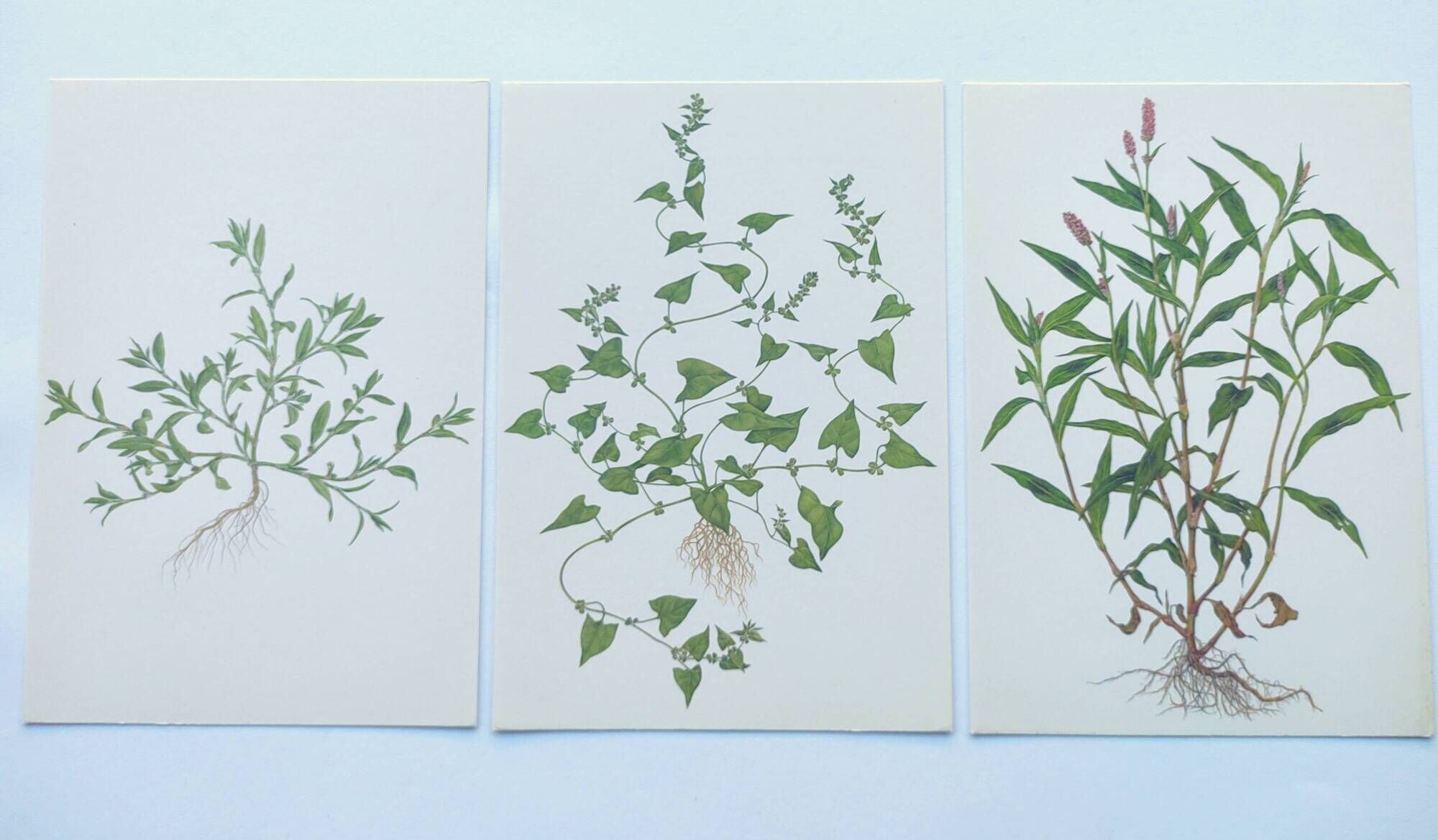 Lot of 3 vintage botanical plates from 1978 - including Knotweed - Plant engraving