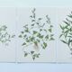 Lot of 3 vintage botanical plates from 1978 - including Knotweed - Plant engraving