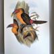 Grande illustration vintage - Toucan de Baillon de John Gould – Planche