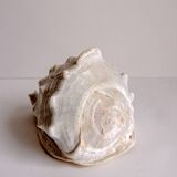 Shellfish