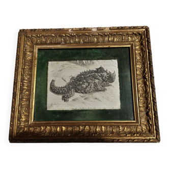 Animal engraving XIXth framed the moloch