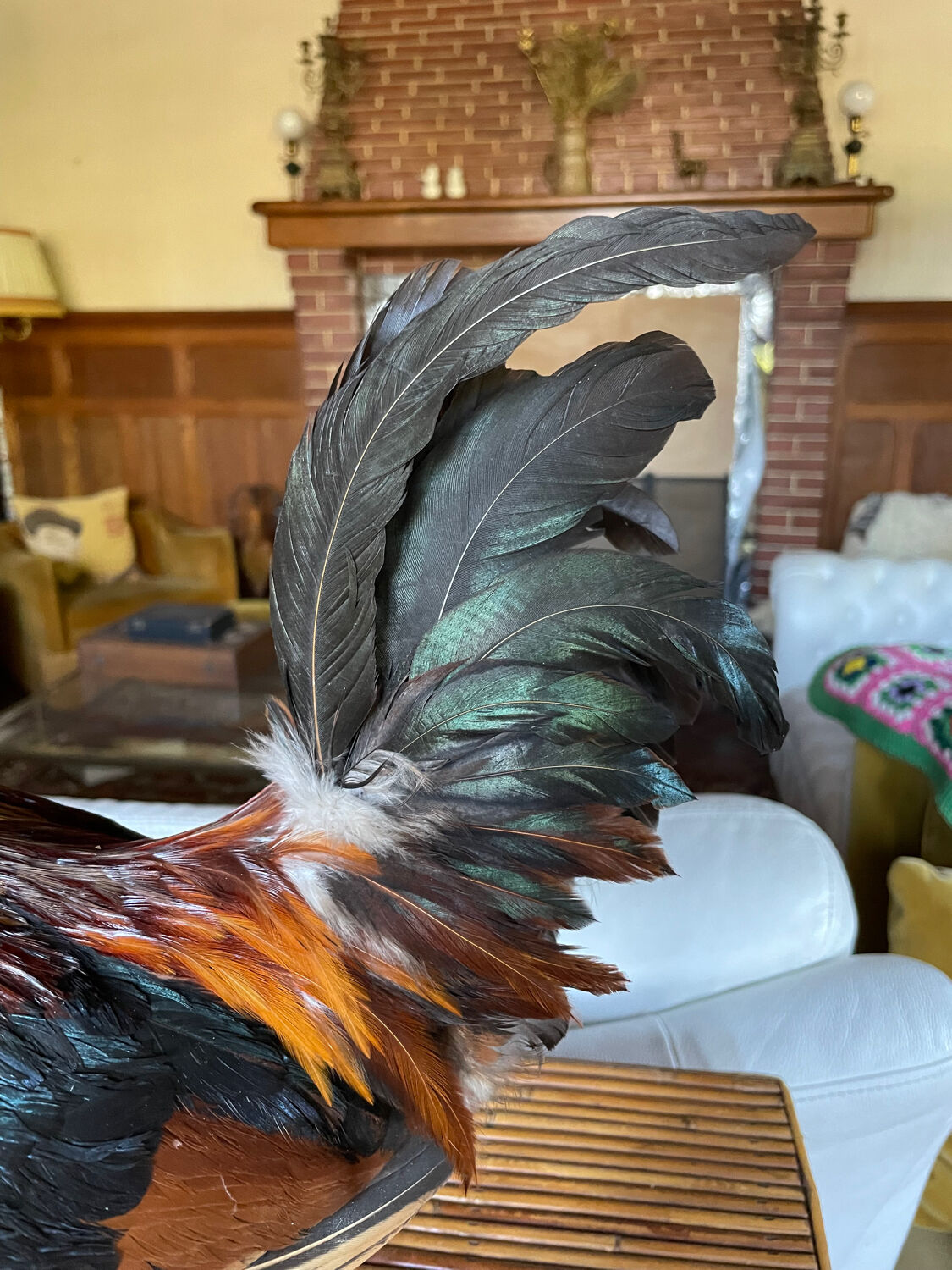 Taxidermy Rooster cabinet of curiosities