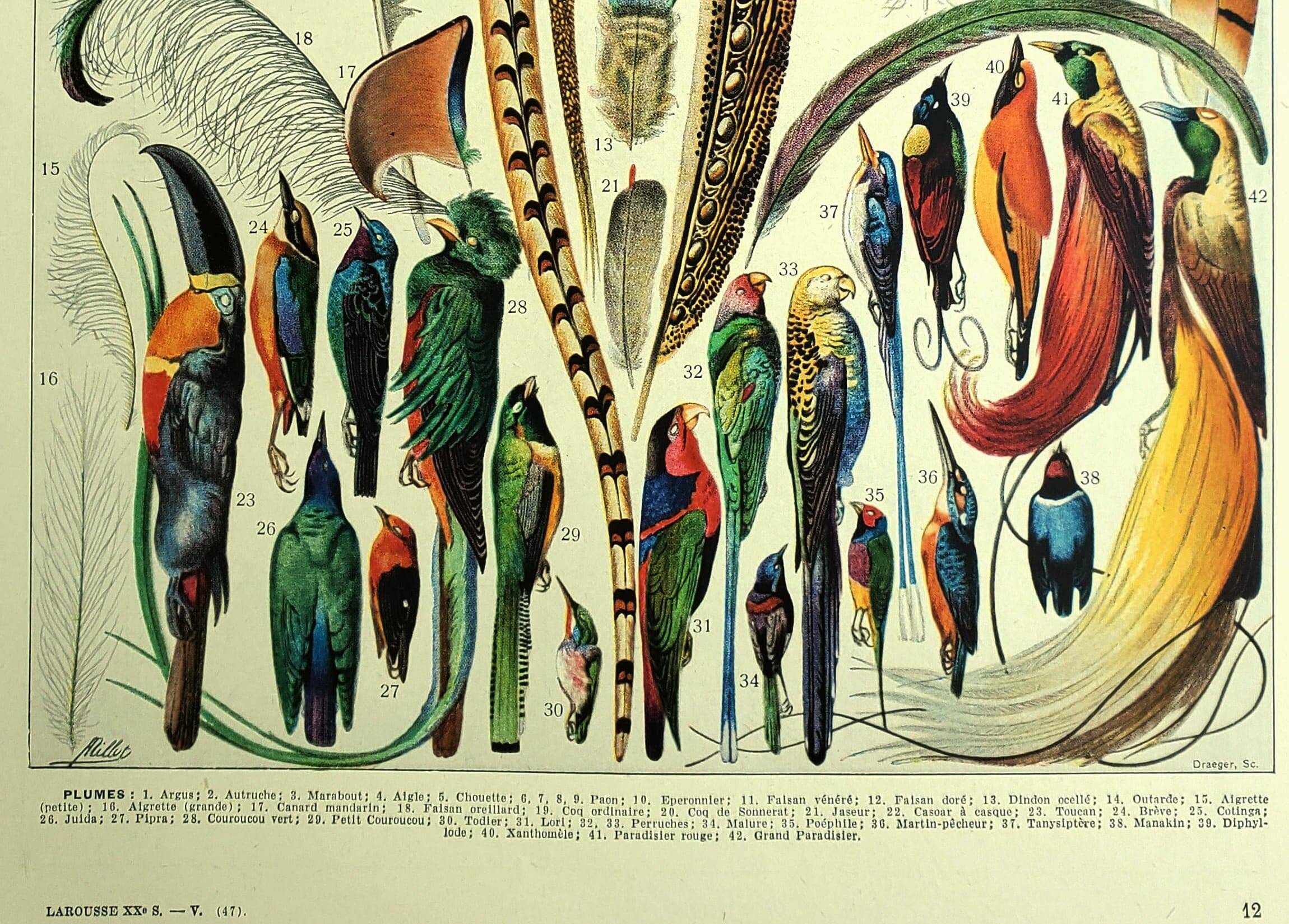 Antique lithograph 1928 A. Millot - Feathers, birds, wings, bird of paradise