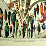 Antique lithograph 1928 A. Millot - Feathers, birds, wings, bird of paradise