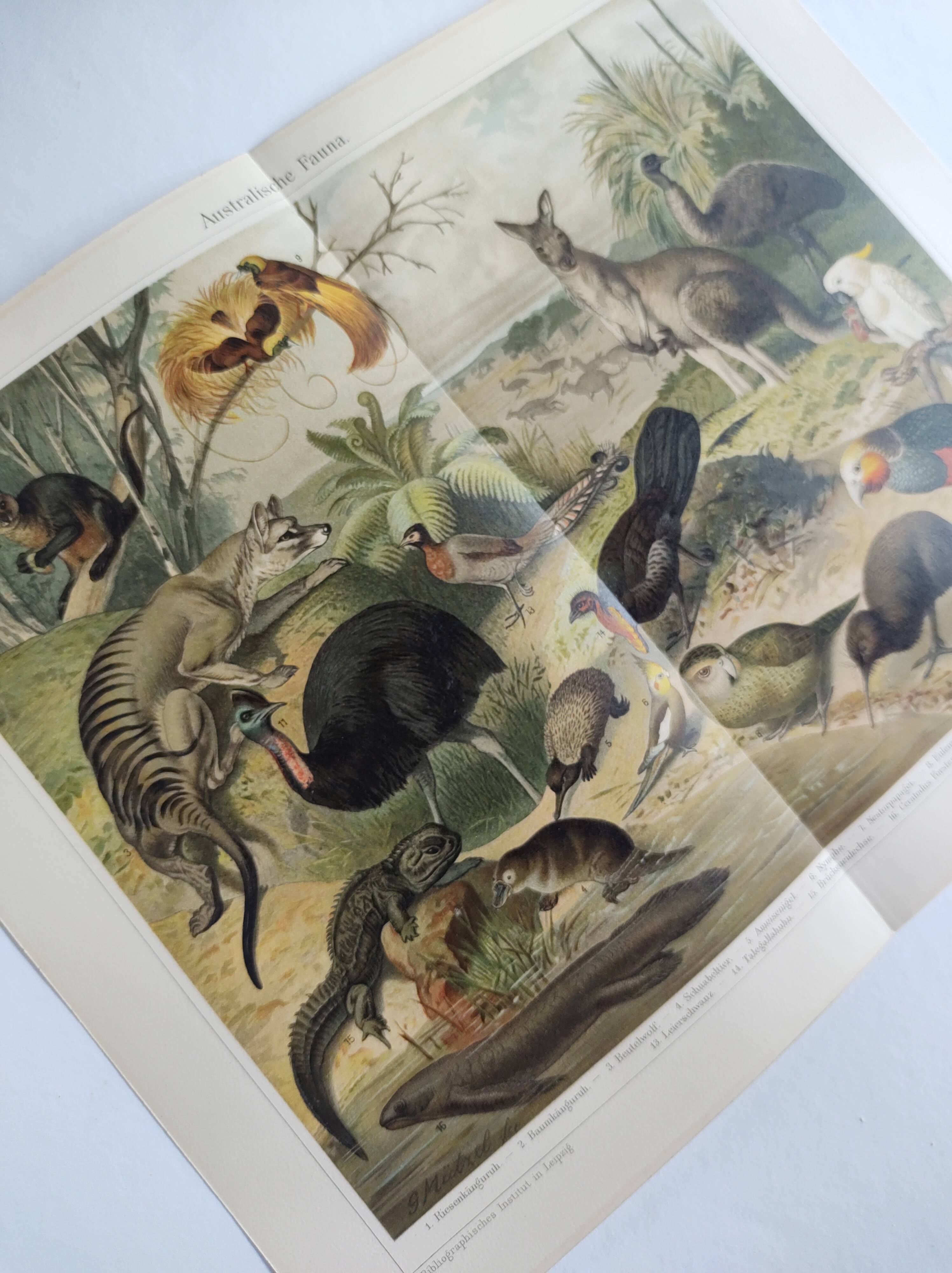 Antique plate 1909 - Fauna and animals of Australia, Vintage lithograph