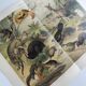 Antique plate 1909 - Fauna and animals of Australia, Vintage lithograph