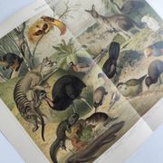 Antique plate 1909 - Fauna and animals of Australia, Vintage lithograph