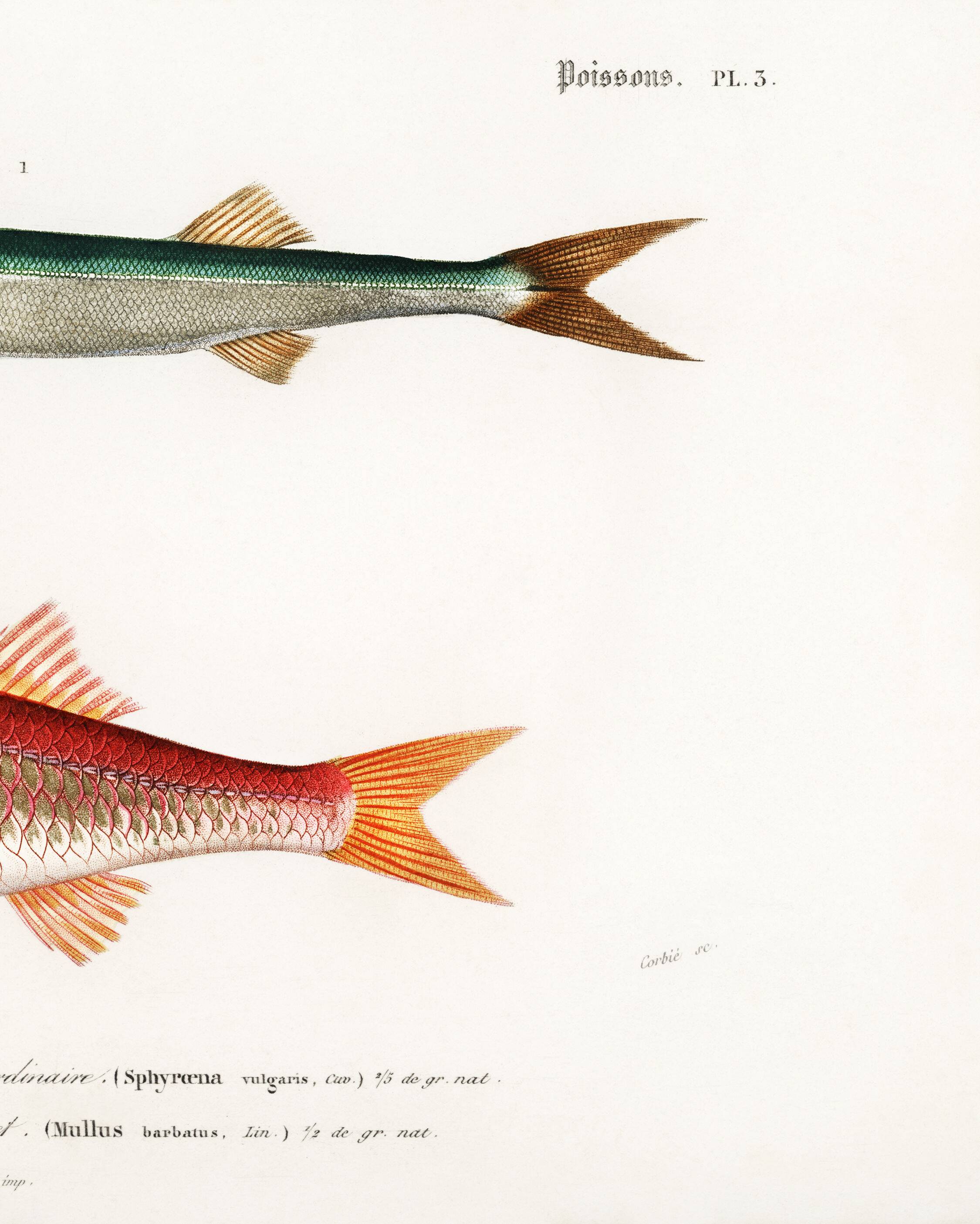 Poster about barracuda and red mullet, based on an old engraving from 1849