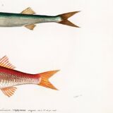 Poster about barracuda and red mullet, based on an old engraving from 1849
