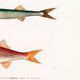 Poster about barracuda and red mullet, based on an old engraving from 1849