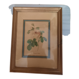 Pink botanical board