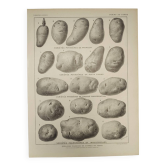 Original engraving from 1922 - Potato (1) - Old print