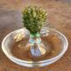 "Cactus" bowl in crystal and glass paste - Daum, Hilton McConnico