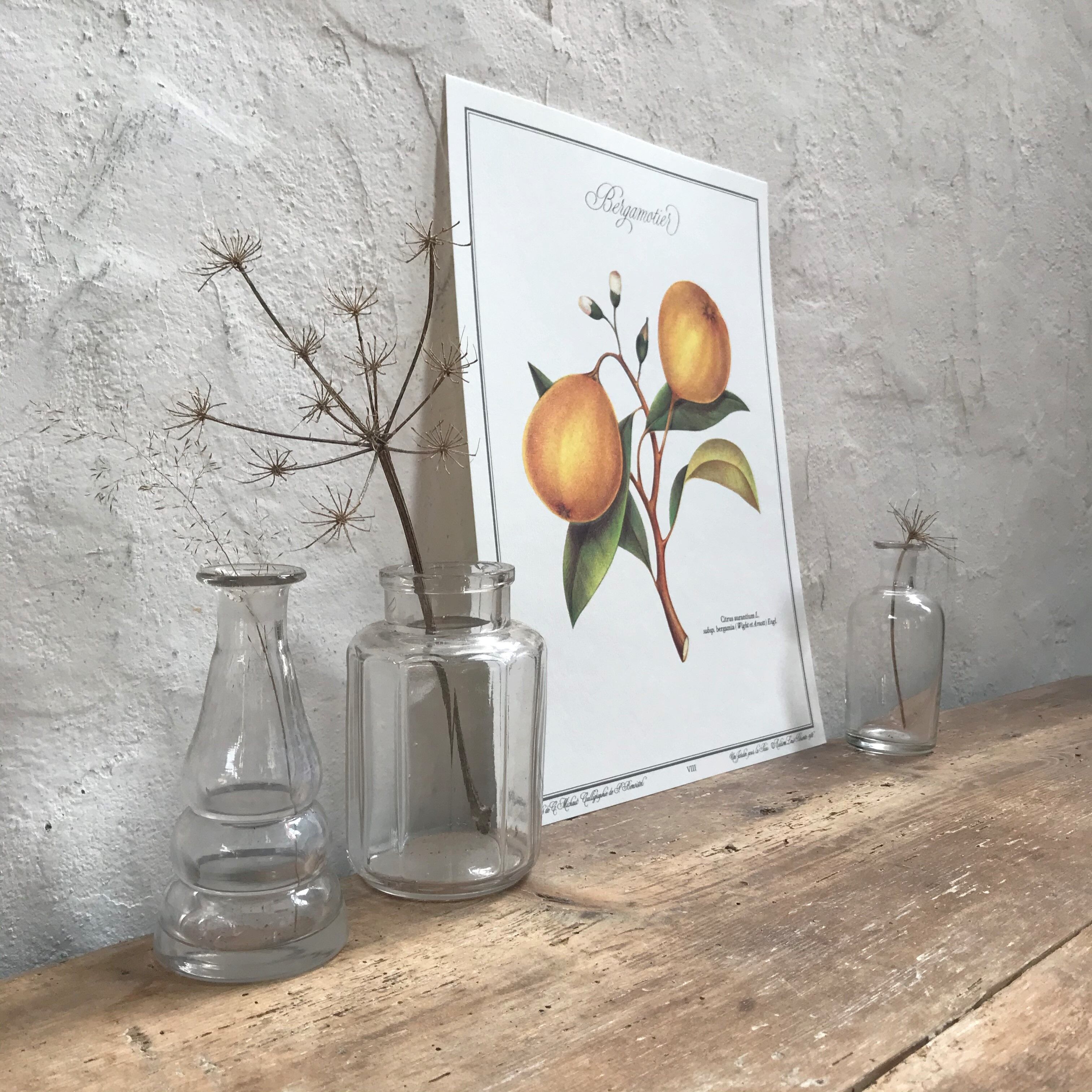 Botanical plank the Bergamotier