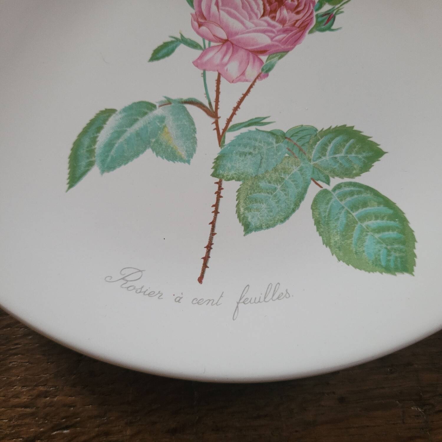 8 oval plates Salins – 1970s – Botanical roses