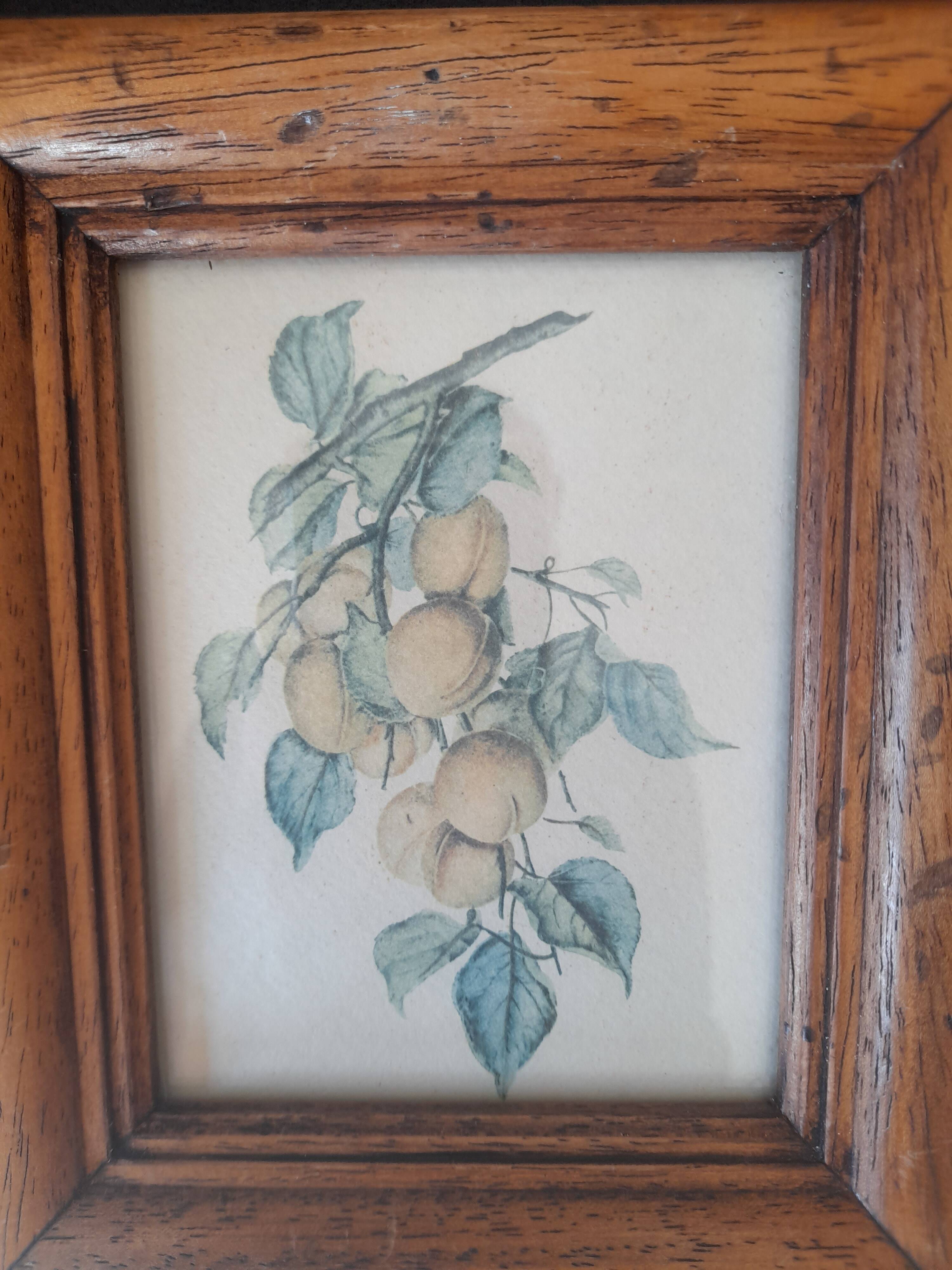 Set of 2 old frames with reproduction of fruits