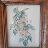 Set of 2 old frames with reproduction of fruits