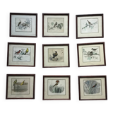 9 old ornithological engravings