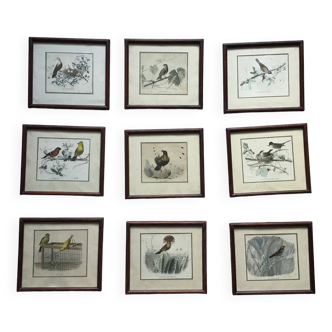 9 old ornithological engravings