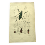 Old engraving from 1839 - Psalidognathus Insect - Hand-colored plate