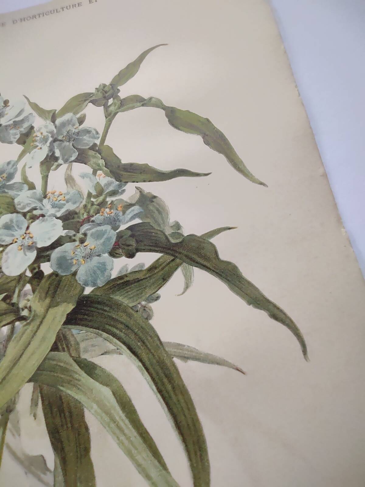 Antique plate from 1897 - Tradescantia Virginica - Original illustration
