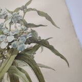 Antique plate from 1897 - Tradescantia Virginica - Original illustration