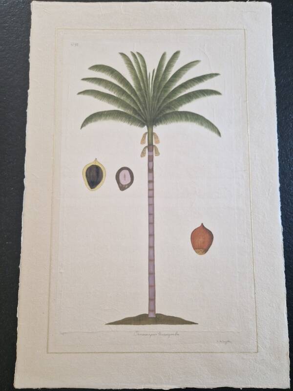 La Roche Laffitte (Born in 1943) - Watercolour drawing on silk - Palm tree