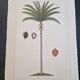 La Roche Laffitte (Born in 1943) - Watercolour drawing on silk - Palm tree