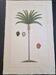 La Roche Laffitte (Born in 1943) - Watercolour drawing on silk - Palm tree