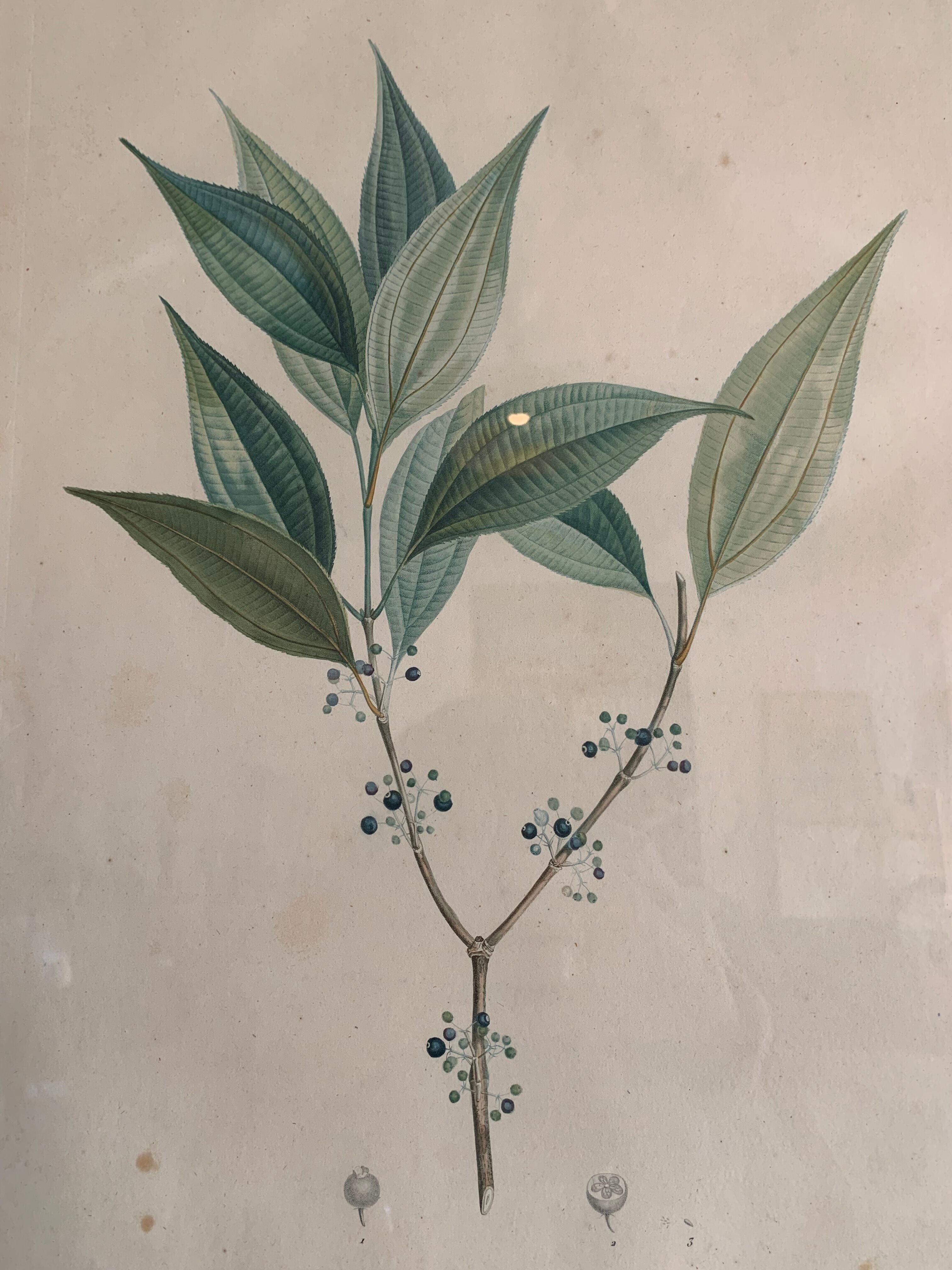 Cadres planches botanique vintage