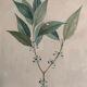 Vintage botanical boards frames