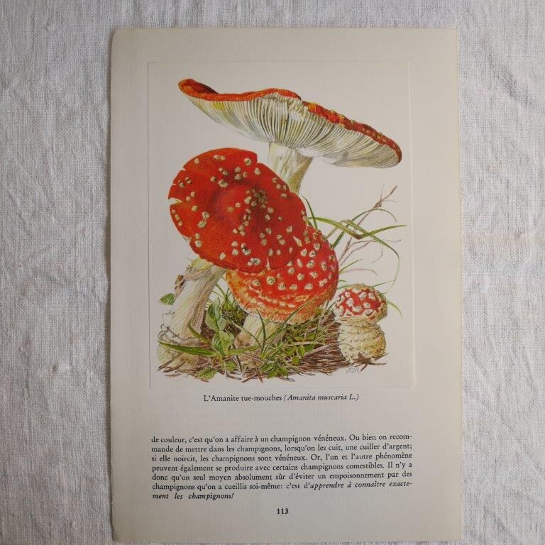 Botanical board mushroom Amanite Tue-mouches