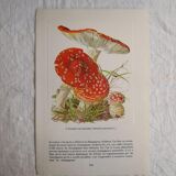 Botanical board mushroom Amanite Tue-mouches